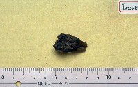 藏品(四不像鹿科右上臼齒)的圖片